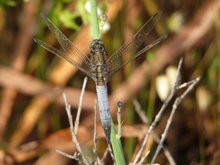 Libellula azzurra da determinare